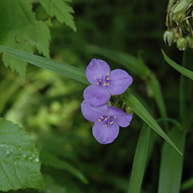 Plant Photo 1